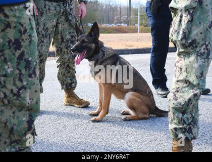 NAS PATUXENT RIVER, Maryland (Feb. 8, 2023) - Master-at Arms 3rd Class Colton Farmer and Military Working Dog (MWD) Georgina perform a perimeter sweep during a suspicious package drill during the Citadel Shield/Solid Curtain (CS/SC) Exercise 2023.     MWDs and their handlers are an integral part of Naval Security Forces, providing unique capabilities to defend bases by detecting dangerous materials. Like other highly specialized pieces of equipment, MWDs supplement and enhance the capabilities of military security forces. When integrated into existing military security forces, MWD teams enable Stock Photo