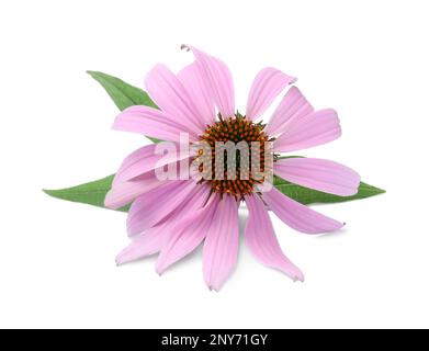 Beautiful blooming echinacea flower with leaves isolated on white Stock Photo