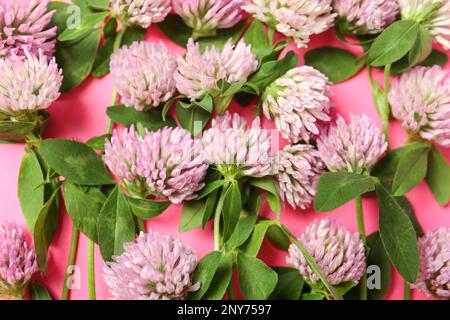 Beautiful clover flowers on pink background, flat lay Stock Photo