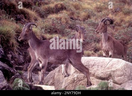 The Nilgiri Tahr (Nilgiritragus hylocrius) in Rajamalai (Eravikulam) National Park, Munnar, Kerala, South India, India, Asia. Wild Life, Goat Stock Photo