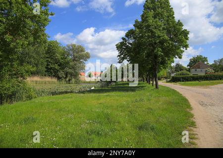 View to the historic village Ihlow with the lake and cute white swans in the background, federal State Brandenburg - Germany Stock Photo