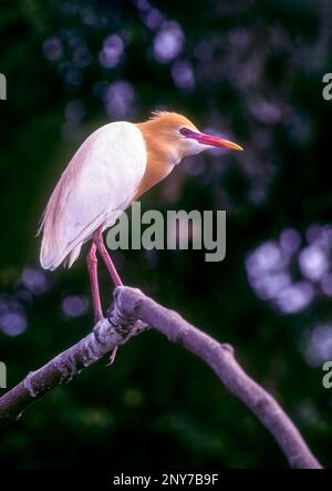 Cattle Egret (Bubulcus ibis) with its breeding plumage in Ranganathittu bird Sanctuary near Mysuru, Karnataka, India, Asia Stock Photo