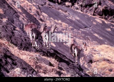 Endemic, the Nilgiri Tahr (Nilgiritragus hylocrius) in Rajamalai Eravikulam National Park, Munnar, Kerala, India, Asia. Wild Life, Sheep, Western Stock Photo