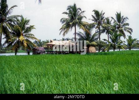 House Boat Kettu Vallom Rice Barge and paddy field in Alappuzha Alleppey, Kerala, South India, India, Asia Stock Photo
