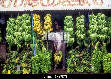 Banana Shop at Chengannur, Kerala, South India, India, Asia Stock Photo