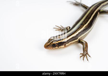 A juvenile Japanese five-lined skink on a white background. Stock Photo