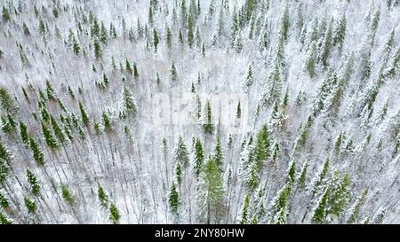 Aerial view of pine tree winter forest. Clip. Flying above snow covered tree tops Stock Photo