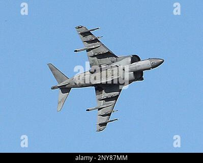 are harrier noisy