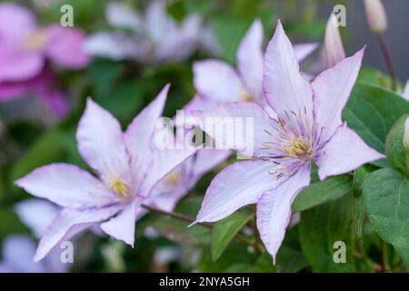 Clematis Samaritan Jo, Clematis Evipo075, deciduous climber, silvery-white star-shaped flowers, purple edges and a faint, pale-green central stripe. p Stock Photo