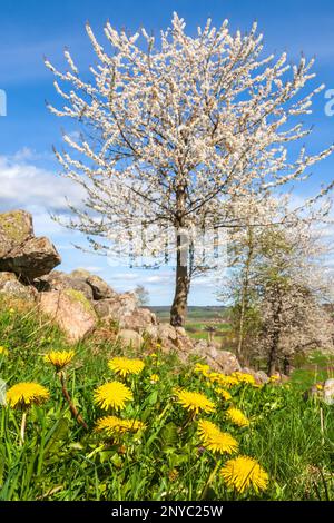 Blooming dandelions and cherry trees by a stone wall on a meadow Stock Photo