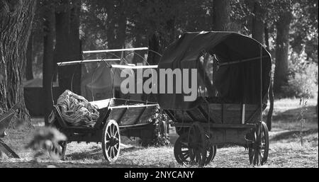 Russian Soviet World War Ii Peasant Carts In Forest. Wwii Equipm Stock Photo