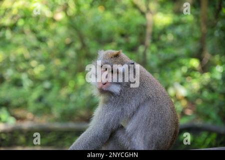 Close-up of an adult cynomolgus monkey taken from the side, with the rainforest diffused in the background. Stock Photo