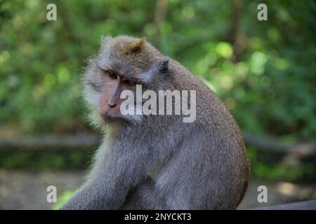 Close-up of an adult cynomolgus monkey taken from the side, with the rainforest diffused in the background. Stock Photo