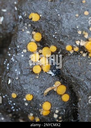 Cheilymenia stercorea, apothecial fungus growing on moose dung in Finland, no common English name Stock Photo