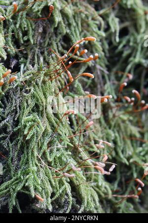 Sanionia uncinata, known as sickle-moss or sanionia moss, growing on common aspen trunk in Finland Stock Photo