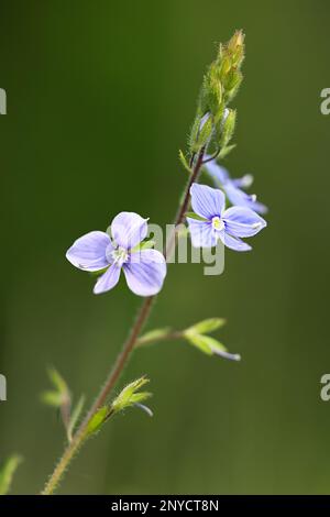 Veronica chamaedrys, commonly known as Germander speedwell or Bird’s-eye speedwell, wild flower from Finland Stock Photo