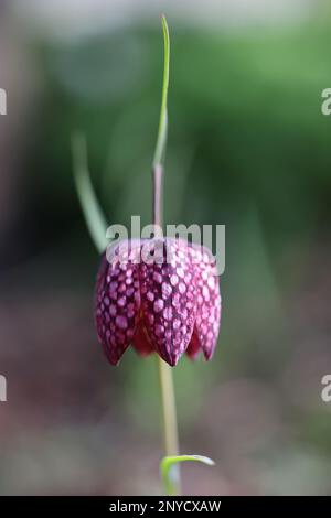 Fritillaria meleagris, commonly known as Snakeshead lily, Checkered daffodil, Chequered lily or Chess flower, spring flower from Finland Stock Photo