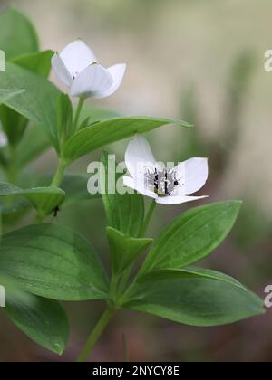 Cornus suecica, commonly known as Dwarf Cornel or Bunchberry, wild seaside flower from Finland Stock Photo