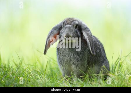 Little cute rabbit sitting on the grass. Grey bunny on green background. Summer day Stock Photo