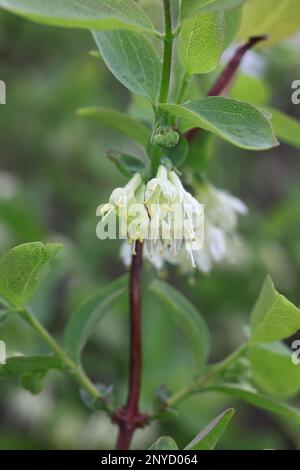 Lonicera caerulea, known as blue honeysuckle, sweetberry honeysuckle, fly honeysuckle,  blue-berried honeysuckle or honeyberry Stock Photo