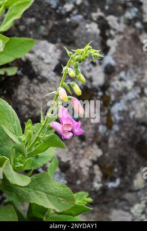 Detailed close up of a Digitalis thapsi 'Spanish Foxglove' or dedalera on rocks bacground Stock Photo