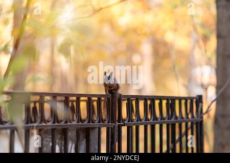 Little squirrel sitting on metal fence in autumn park Stock Photo