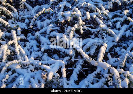 Leftover snow covered on fence shrub close-up in winter Stock Photo