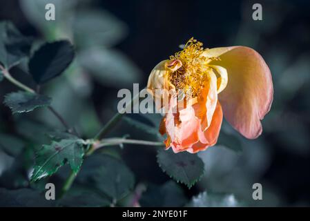 Wilted rose in December Stock Photo