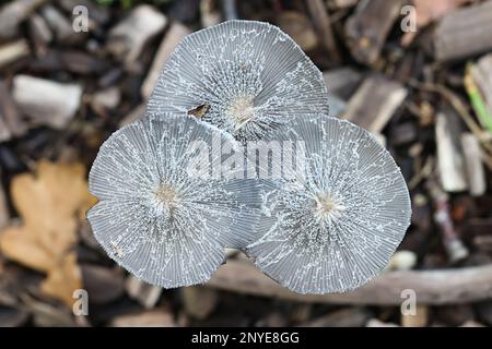 Coprinopsis lagopus, also called Coprinus lagopus, commonly known as harefoot mushroom or hare's foot inkcap, wild mushroom from Finland Stock Photo