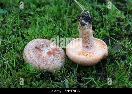 Lactarius deliciosus, commonly known as the saffron milkcap or red pine mushroom, wild fungus from Finland Stock Photo
