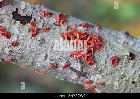 Cytidia salicina, commonly known as scarlet splash, wild fungus from Finland Stock Photo
