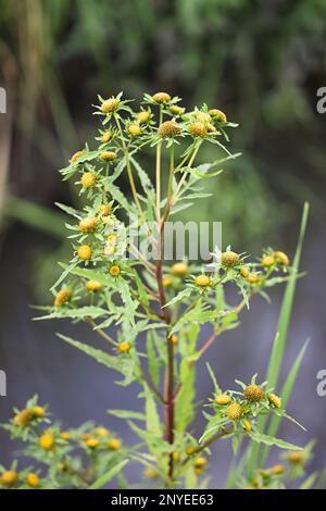 Greater Bur-marigold, Bidens radiata, also called Greater Bur Marigold, wild plant from Finland Stock Photo