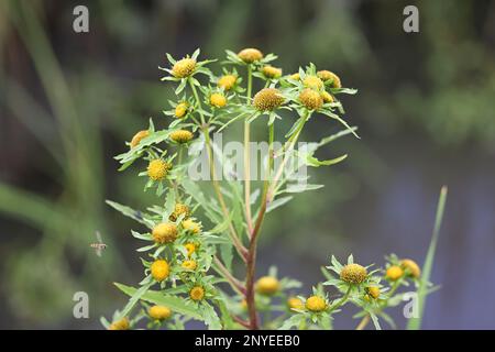 Greater Bur-marigold, Bidens radiata, also called Greater Bur Marigold, wild plant from Finland Stock Photo