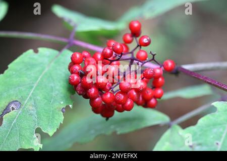 Sambucus racemosa, known as red elderberry or red-berried elder, poisonous plant from Finland Stock Photo