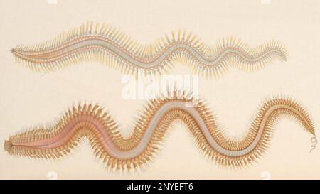 A monograph of the British marine annelids 1908 Plate text Nephtys caeca (Fabricius, 1780) Stock Photo