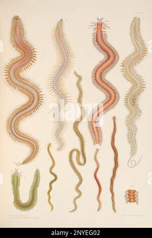 A monograph of the British marine annelids 1908 Plate text Stock Photo