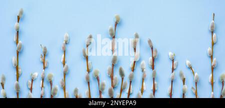 Flat lay easter composition with a  willow branch spring flowers on a blue background Stock Photo