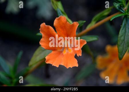 Orange Mimulus Aurantiacus (Bush Monkey Flower) grown at RHS Garden Harlow Carr, Harrogate, Yorkshire. England, UK. Stock Photo