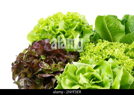 Organic Hydroponics Vegetable for salad green frillice iceberg lettuce on white background. Stock Photo