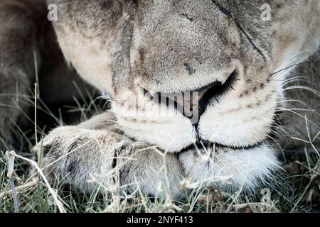 Lioness, Panthera leo, portrait of face, head, nose and paw. Animal rests her mouth on her paw. Okavango Delta, Botswana, Africa Stock Photo