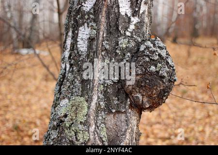 growth in the form of a tumor on a birch trunk Stock Photo