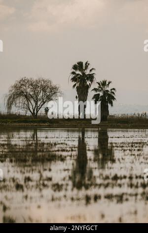 Scenery view of tall trees growing on forest shore of calm reflective lake against cloudy sky in Valencia Stock Photo