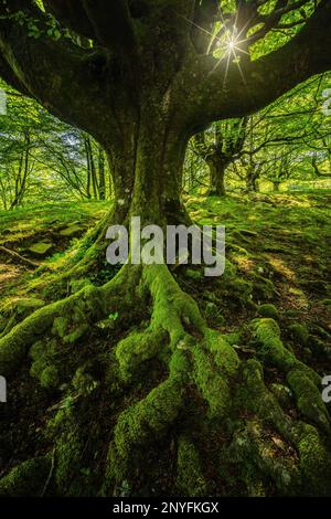Scenic view of old tree roots covered with moss growing in green forest on sunny day Stock Photo