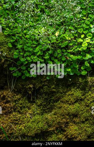 Picturesque view of green foliage growing in forest on mossy ground in summer Stock Photo