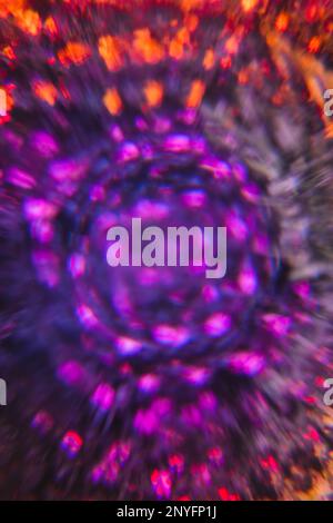 Defocused purple flowers arranged in circle on multicolored backdrop Stock Photo