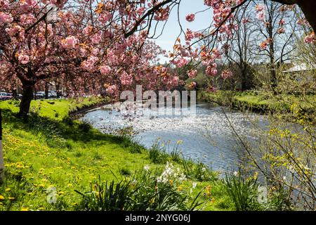 A beautiful pink flowering cherry, dandelions, daffodils and narcissi along the banks of the River Eden Appleby in Westmorland Eden Valley Cumbria Stock Photo