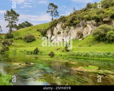 The Blue Spring area of the Waihou River in the Waikato Region of the ...