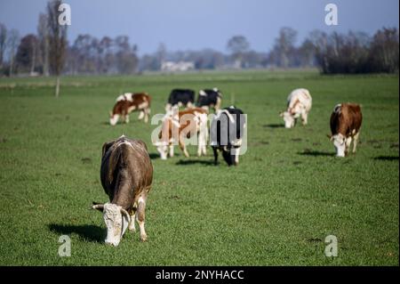 HALLE - Cows are standing with calves in the meadow at biodynamic farm Bronkhorst. The cows may keep their horns and the calves are not removed from the cow. ANP EMIEL MUIJDERMAN netherlands out - belgium out Stock Photo