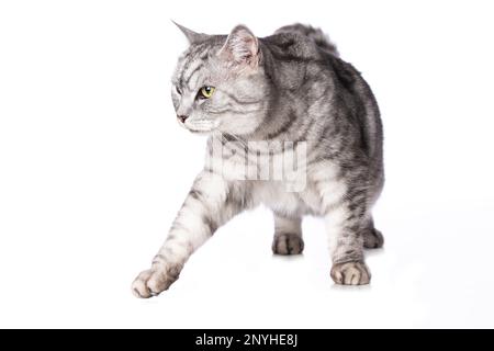 British shorthair cat on white background Stock Photo