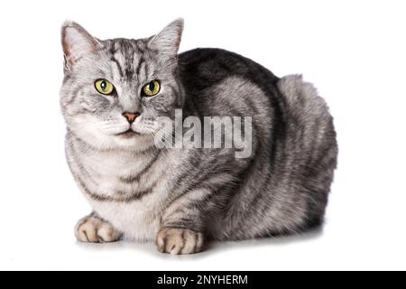 British shorthair cat on white background Stock Photo